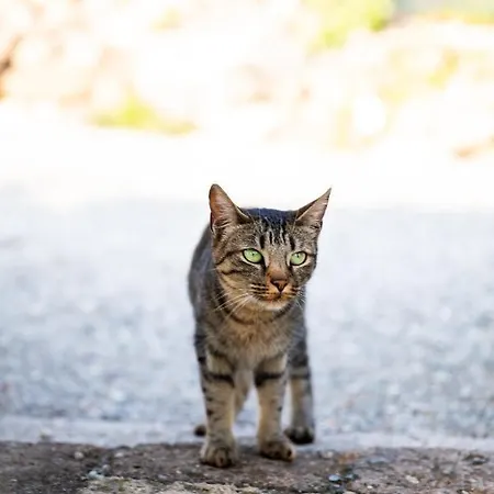 艾克门塔乡村民宿 Brusasco