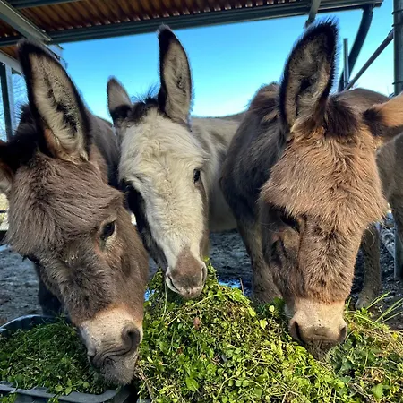 艾克门塔乡村民宿